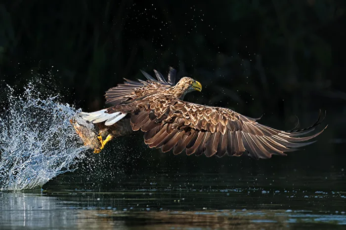 Osprey