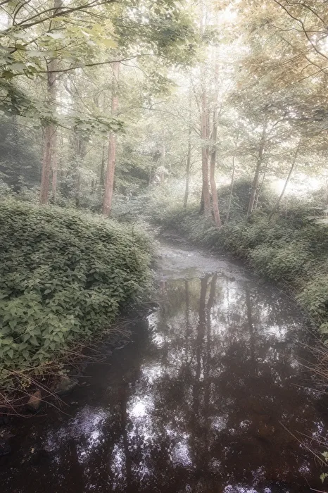 Fog over the pond.