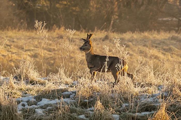 Chevreuil dans la lumière du matin