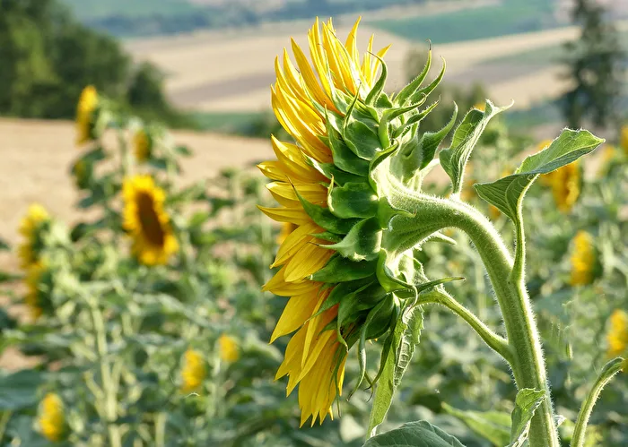 Zeit der Sonnenblume