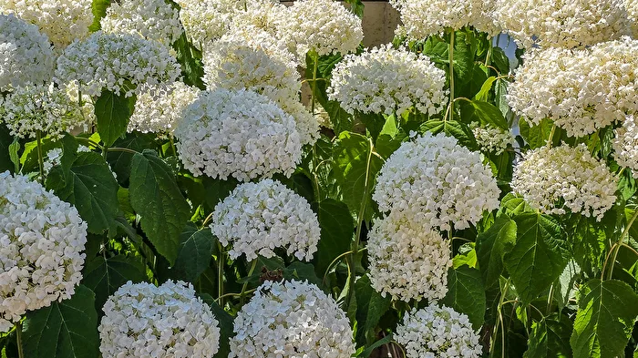 Hortensie