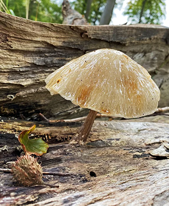 Pilze im Wald