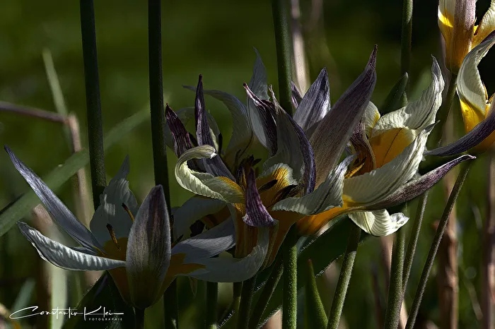 Tulipanes