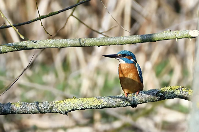 Eisvogel 2