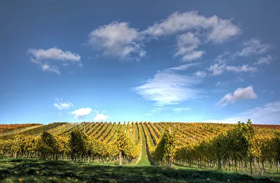 Vor der Ernte