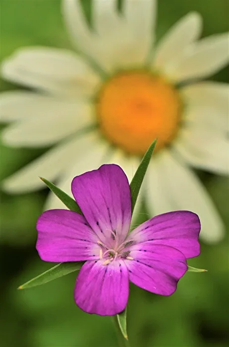 " Wildblumen "