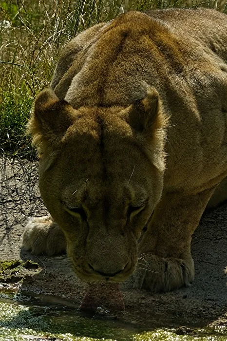 Lioness