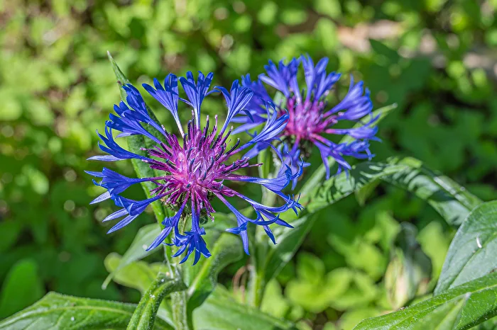 Berg-Flockenblume