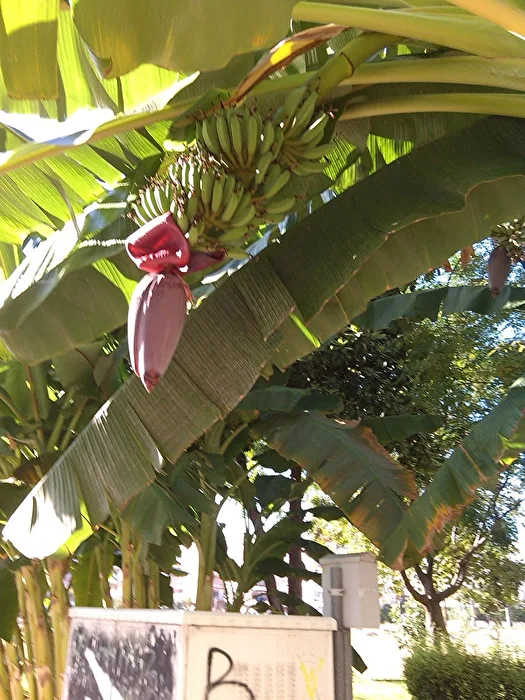 Bananas in the City