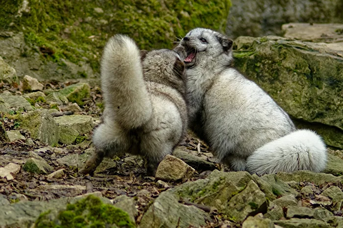 Arctic foxes