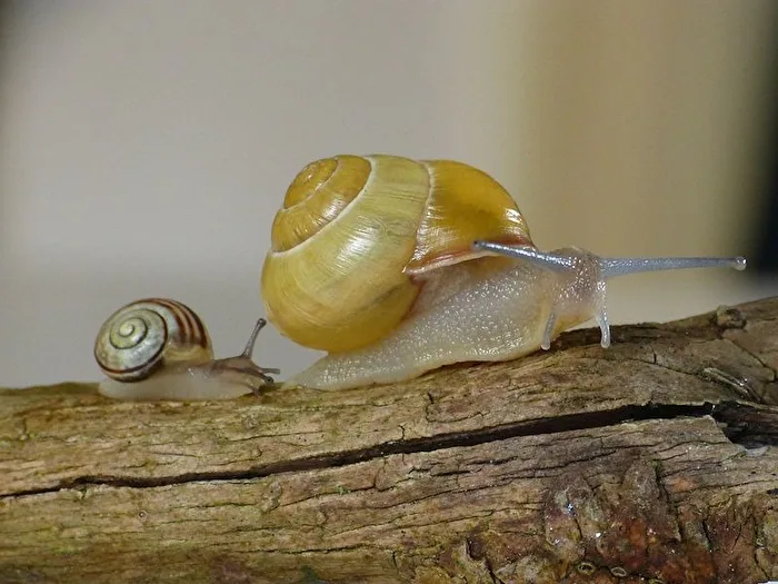 Spiral Snails