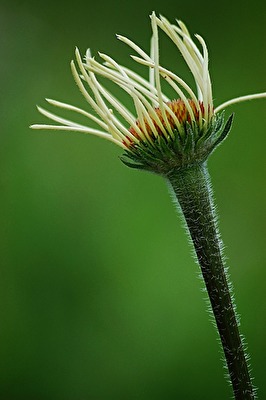 Blüte mit Tiefenschärfe.