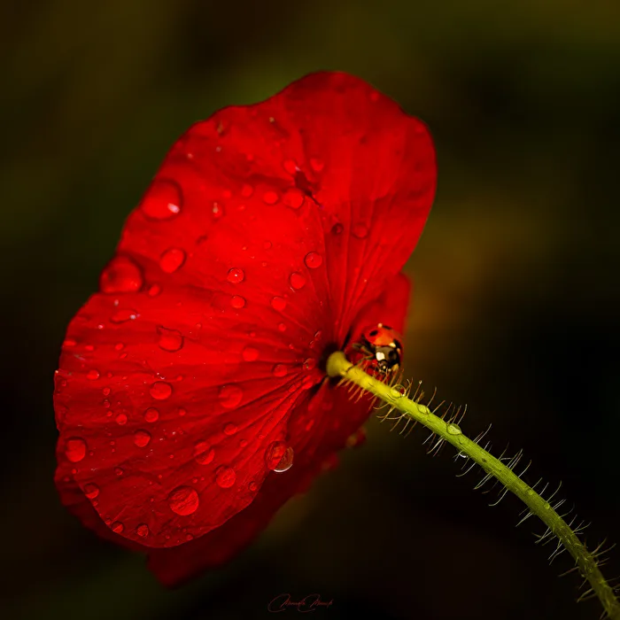 Poppy blossom with ladybug