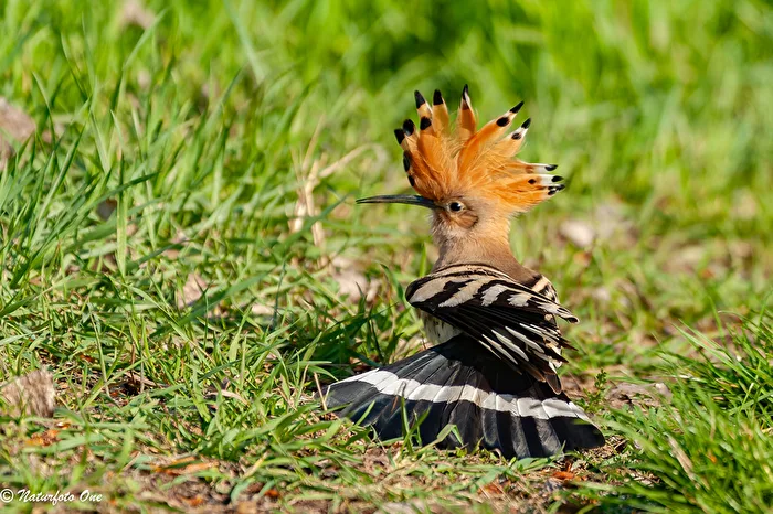 The Crested Tit