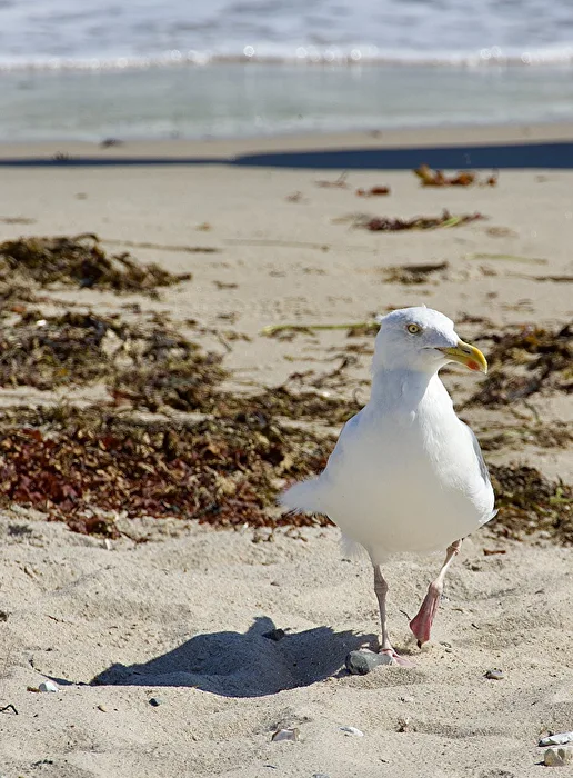 Herring Gull, Baltic Sea