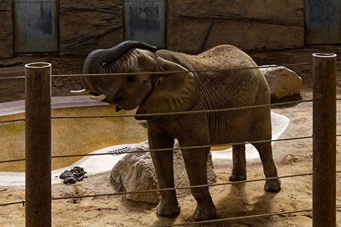 Elefant