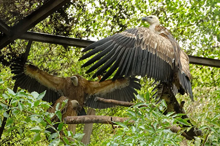 Griffon Vulture