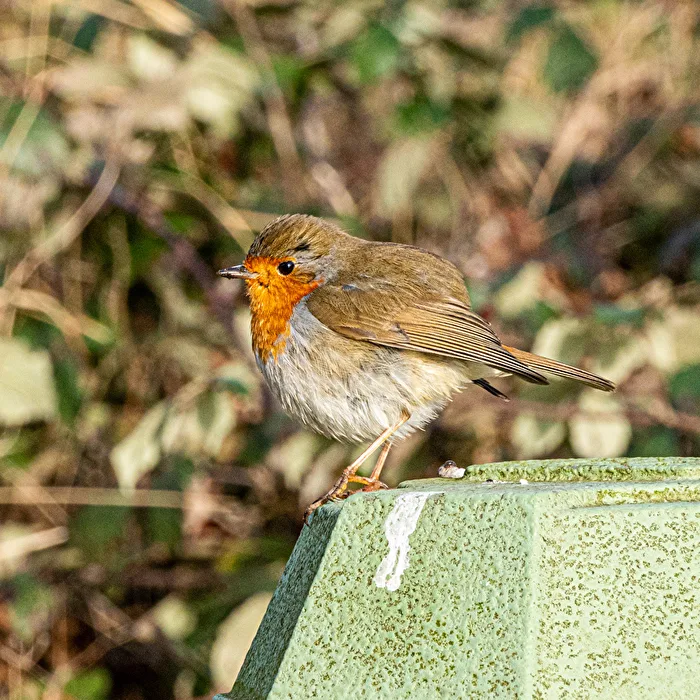 Robin