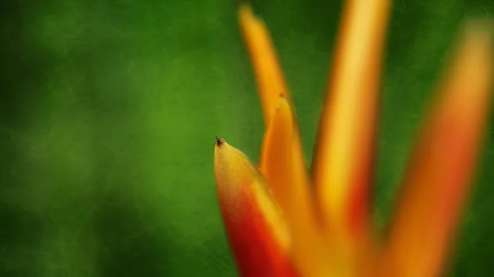 5 Finger