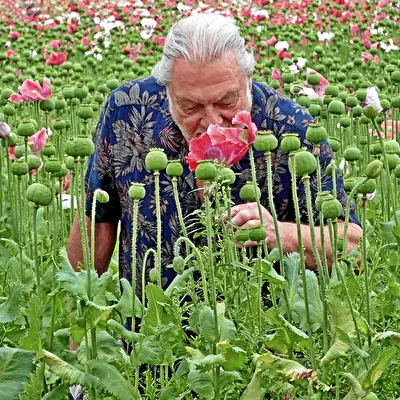 der Blütenbewunderer