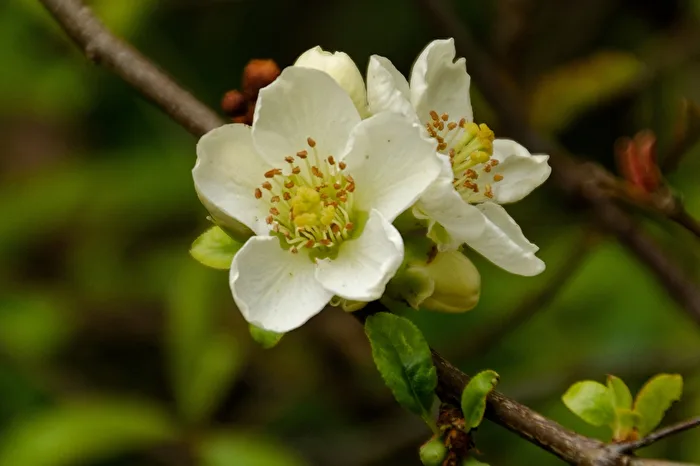 Blüten