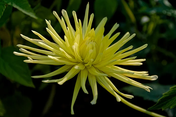 Blossom