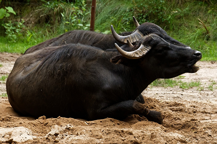Wasserbüffel