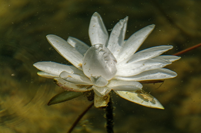 Seerose