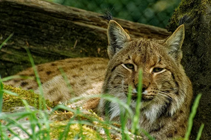 Lynx