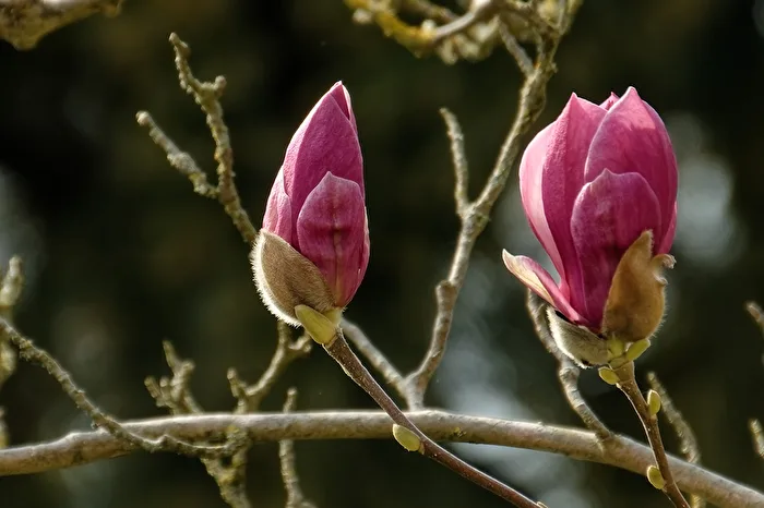 Magnolias