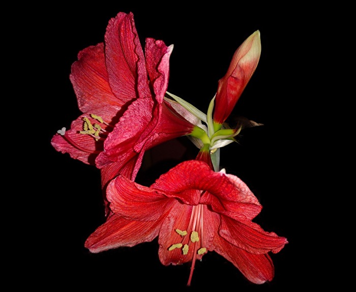 ein Traum in Rot