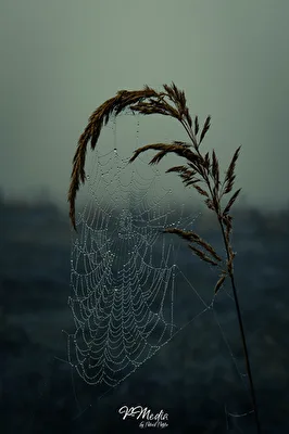 Spinnennetz