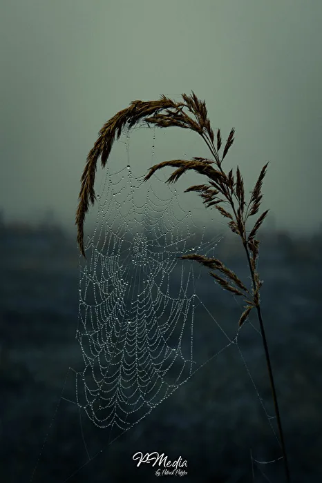 Spinnennetz
