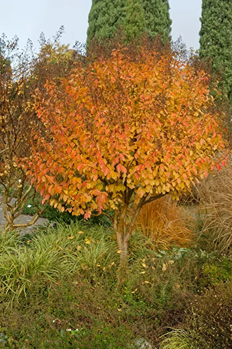 Herbstbaum
