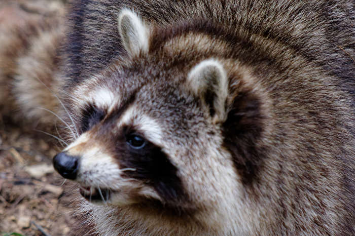 Waschbär