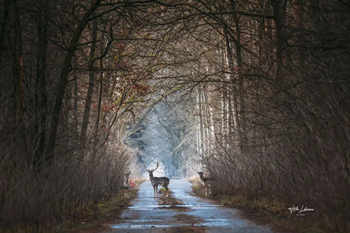 The Fallow Deer (Dama dama)