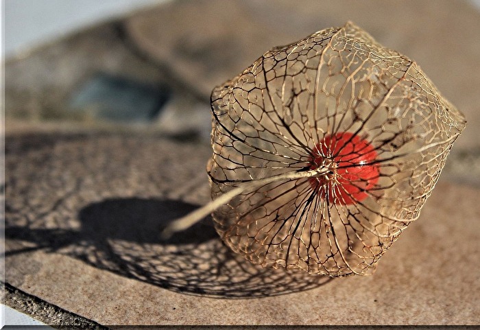 vergänglich - trotzdem schön