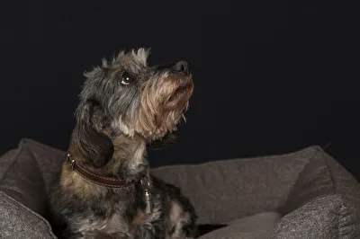 Hunde