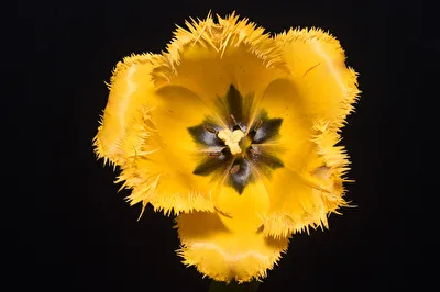 Gelb Tulpe Blüte