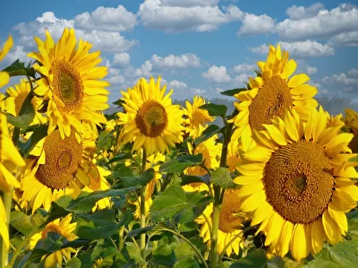 sonnige Zeiten