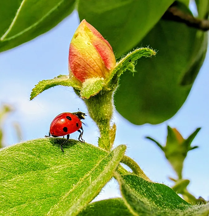 Ladybug on quince