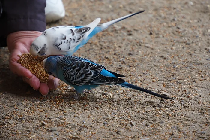 eating out of the hand