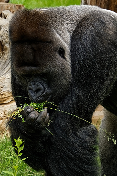 Gorilla