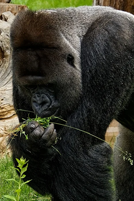 Gorilla