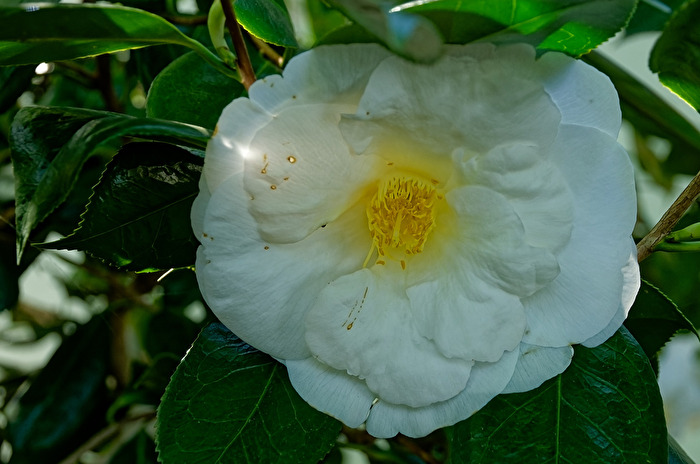 Camelia