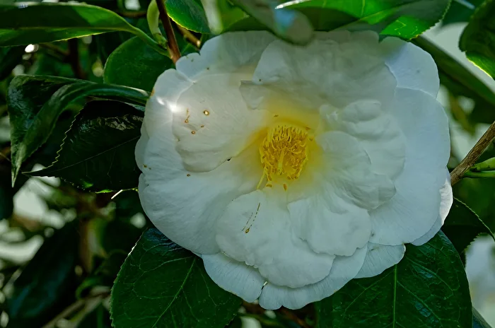Camelia