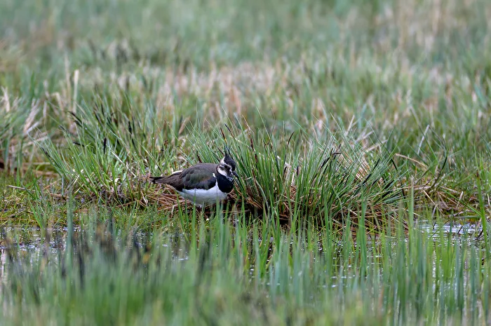Lapwing