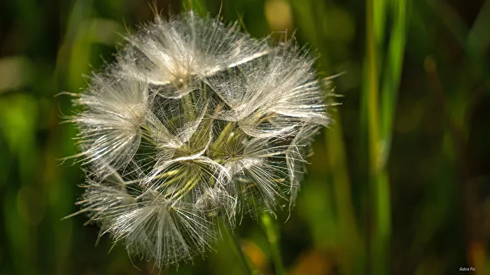Dandelion Clock
