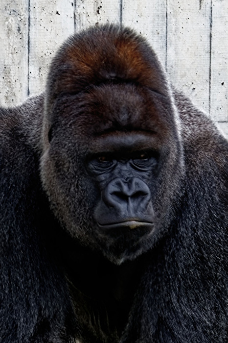 Gorilla