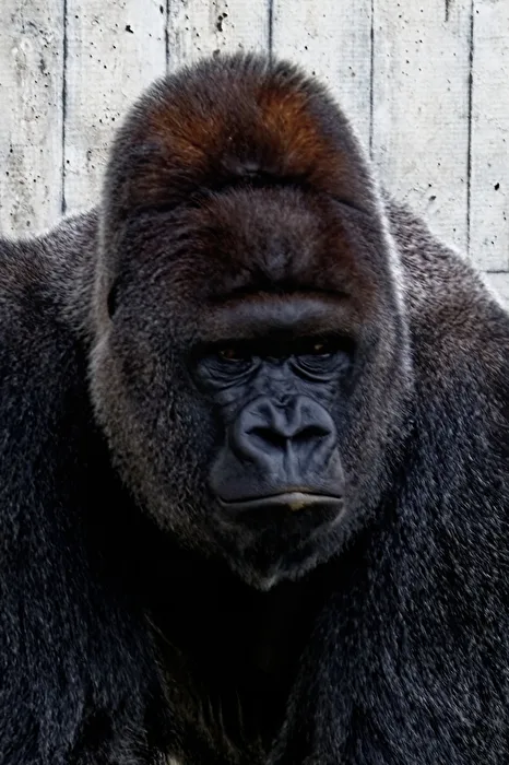 Gorilla